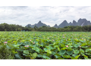 賀州愛蓮湖五百畝荷塘：生態惠民新圖景